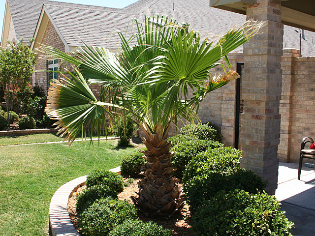 Photo of palm tree
