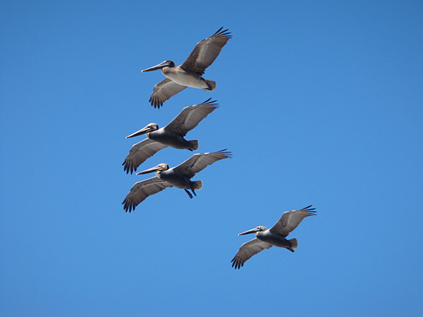 Photo of four flying pelicans