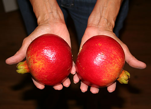 Photo - 2 Pomegranates