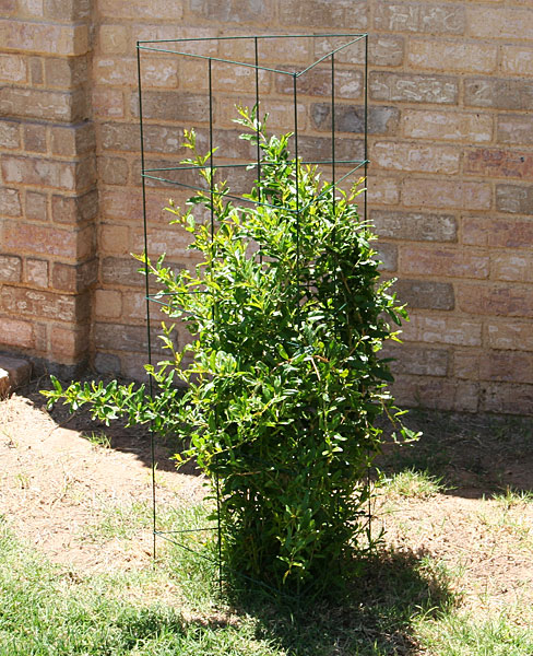 Photo of pomegranate bush