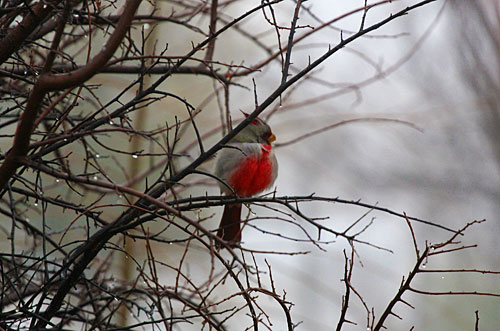 Photo - bird in tree