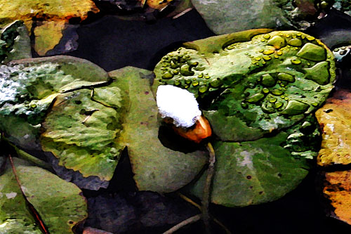 Photo - snow on lily pad flower