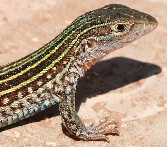 Photo of whiptail lizard