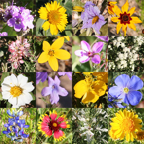 Photo collage - West Texas wildflowers