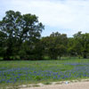 Photo - Bluebonnets along side of road