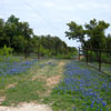 Photo - More bluebonnets