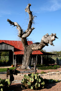 Photo of dead tree in front of B&B