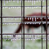 Photo - Ice on Fence