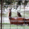 Photo - Ice on llama