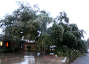 Photo - Ice-damaged live oak tree