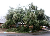 Photo - Ice-damaged live oak tree