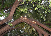 Photo - Ice-damaged live oak tree