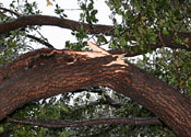 Photo - Ice-damaged live oak tree