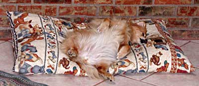 Photo: Abbye reclining on her big pillow