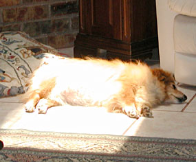 Photo - Abbye asleep in 'sunspot'