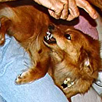 Photo of Abbye baring her teeth