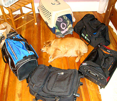 Photo of Abbye, asleep, and surrounded by luggage