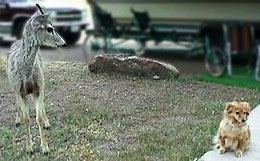Photo - Deer staring at Abbye