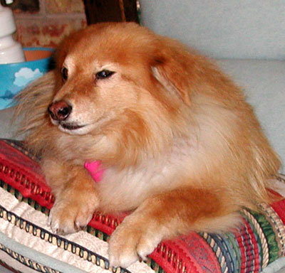 Photo - Abbye on pillow
