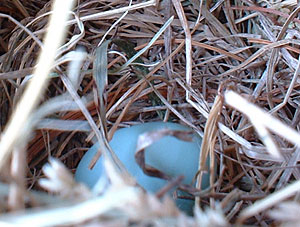 Photo - Eastern Bluebird egg