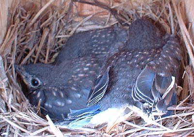 Photo - Brood of three young Eastern Bluebirds