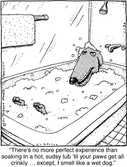 Cartoon - The Quigmans - 'Wet Dog'