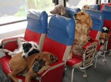 dogsonbus.jpg