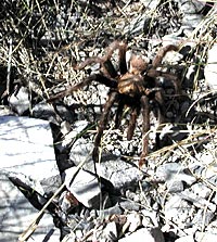 Tarantula on trail