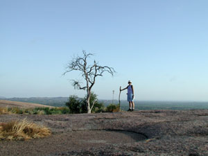 Dead tree on top of Enchanted Rock
