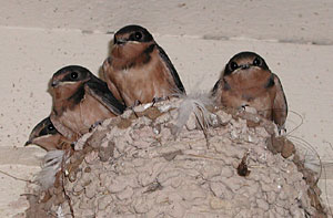 Photo of young barn swallows in nest