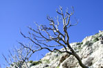 Photo - Dead trees in the Guadalupe Mountains