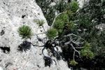 Photo - Pine tree growing from rock - Guadalupe Mountains