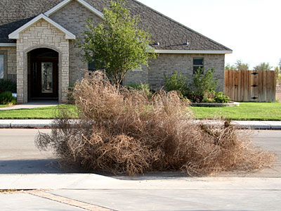 Photo of tumbleweeds piled in the street