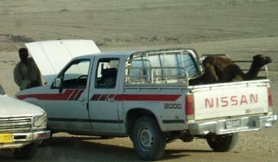 Photo - Camel in back of pickup