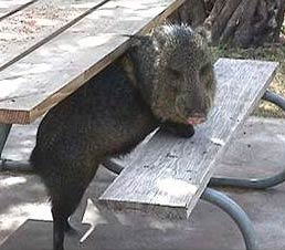 Photo - Javelina under picnic table