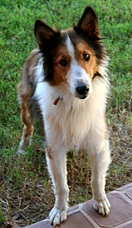 Photo of Mollie the Sheltie