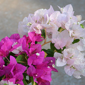 http://www.ericsiegmund.com/images/fireant/nature/bougainvillea.jpg