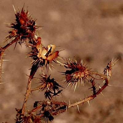 Photo of dead Buffalo Bur