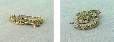 Photo - Bull snake