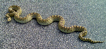 Photo - bull snake