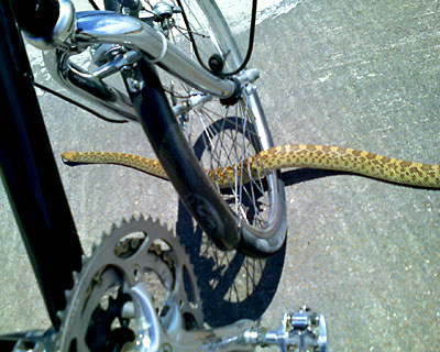 Photo of bull snake slithering through bicycle wheel