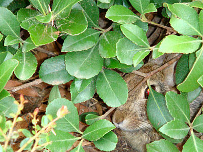 Photo of a bunny hiding under a shrub