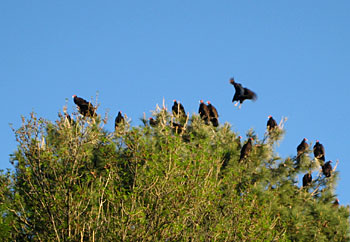 Photo of nesting buzzards