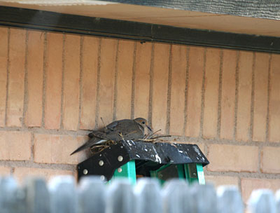 Photo - Dove on nest built on top of ladder