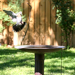 Photo of dove landing on birdbath