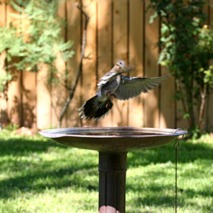 Photo of dove landing on birdbath