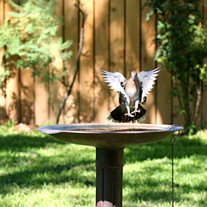 Photo of dove landing on birdbath