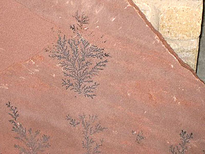 Photo of sandstone with embedded fossilized plants
