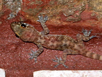 Photo of small gecko