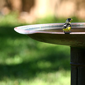 Photo of Lesser Goldfinch